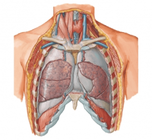 طرز قرار گرفتن ریه در قفسه سینه