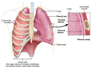 پرده جنب پوشش نازکی است که ریه را احاطه کرده و داخل دیواره قفسه سینه را می‌پوشاند