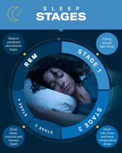 دانشمندان چهار مرحله برای خواب شناسایی کرده‌اند: سه مرحله خواب غیر REM و یک مرحله خواب REM. 