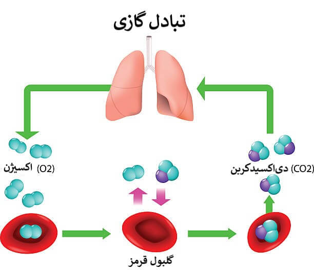 گلبول‌های قرمز حامل‌های اکسیژن و دی‌اکسیدکربن برای تبادل گازی در ریه و بافت‌های بدن هستند