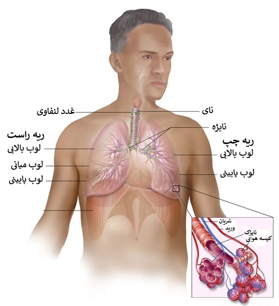این تصویر از سیستم تنفسی ریه‌ها، برونش‌ها، نای، حنجره، حلق و حفره بینی را نشان می‌دهد.
