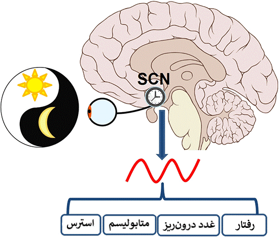 اثرات دریافت نور از طریق چشم بر تنظیم بسیاری از مکانیسم‌های بدن اثر دارد