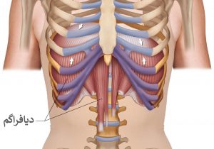 دیافراگم عضله پهن و بزرگی است که زیر ریه‌ها قرار دارد و به انبساط و انقباض ریه‌ها کمک می‌کند.