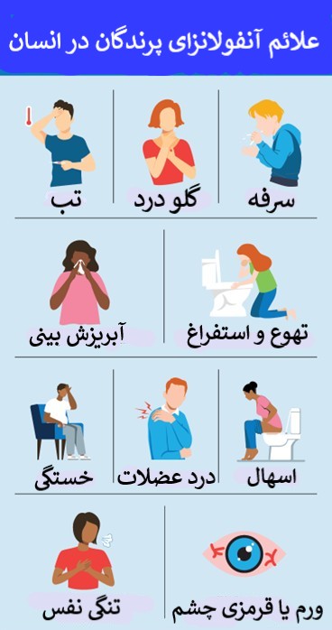 آنفولانزای پرندگان (مرغی)، ابتلا و درمان
